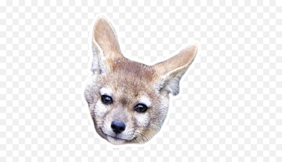 Telegram Sticker From Sexy Animals Pack Emoji,Jackal Emoji