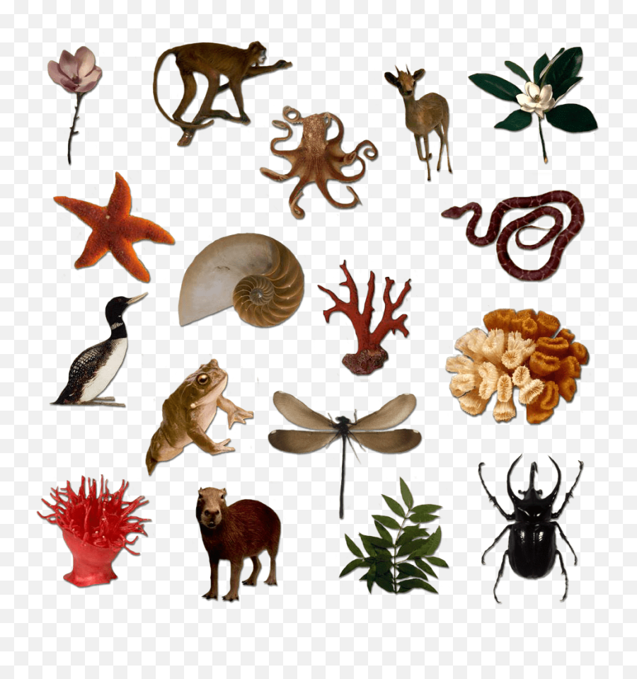 What Do You Know About Biodiversity Amnh - Living Things Png Emoji,What Emoji Answers Variety 1