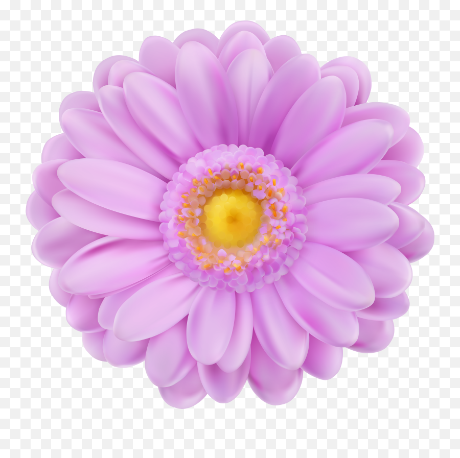 Daisy Clipart Purple Pink Flower - Transparent Background Transparent Background Flower Stickers Png Emoji,Flower Emoji Transparent Background