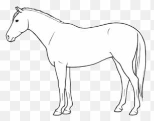 Code Of Practice For The Care And - Points Of The Horse Unlabeled Emoji,The Emotion Code Healing Horses
