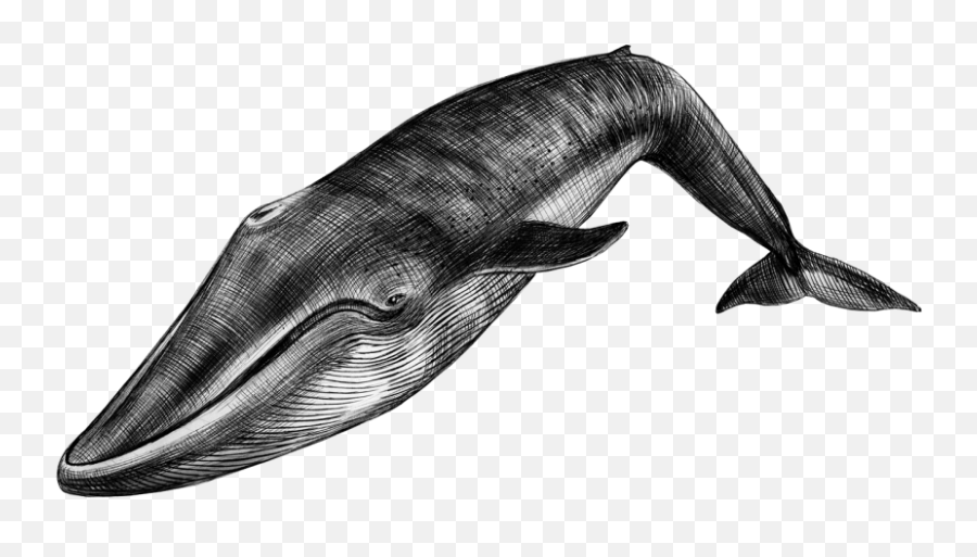 Animals Archives The Atavist Magazine - 52 Blue Whale Emoji,Emotion Kayaks Wyomissing Moving To Utah