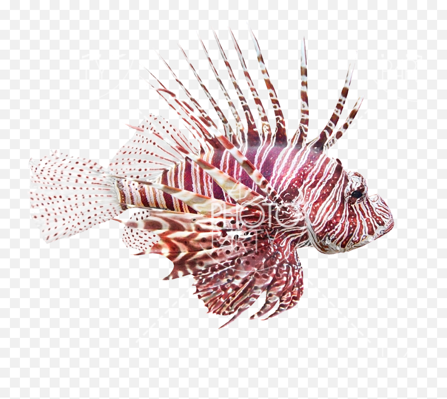 Download Fish - Lion Fish With White Background Emoji,Emoji Bathroom Rug