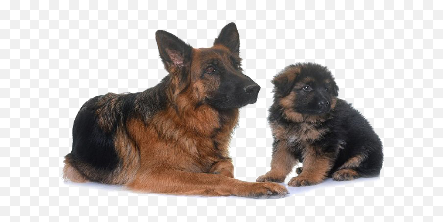 700x418 - Transparent German Shepard Png Emoji,Gsd German Shepard Emojis