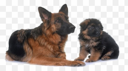 700x418 - Transparent German Shepard Png Emoji,Gsd German Shepard Emojis