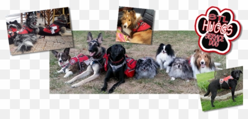 Service Dogs U2013 St Louis Huggs - Martingale Emoji,Emotion Dog Signs