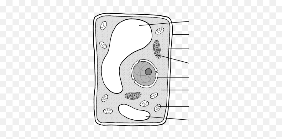 Cells In Tissues Organs And Systems Cells As The Basic - Simple Unlabeled Plant Cell Diagram Emoji,Tears From Different Emotions Look Different Under An Electron Microscope