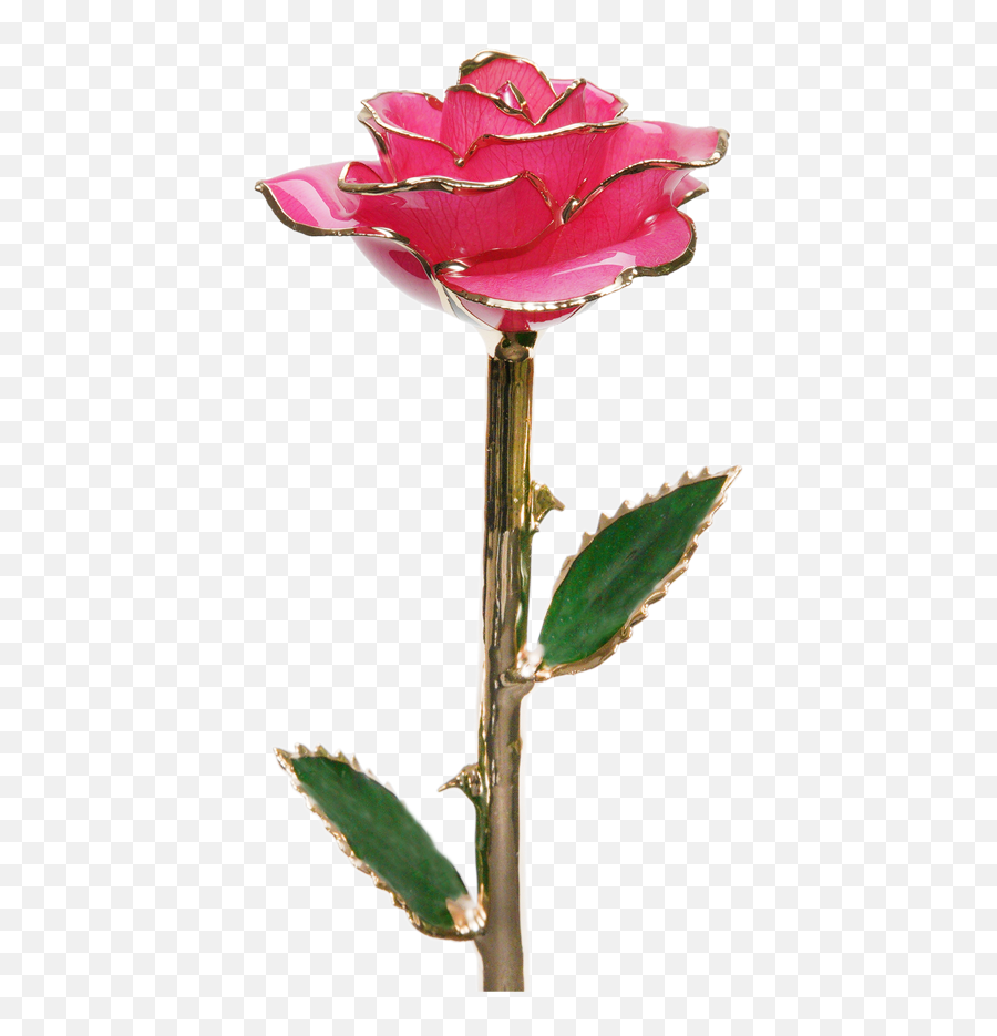24k Gold Dipped Eternity Rose - 24k Gold Dipped Rose Emoji,Fushia Pink Emotion