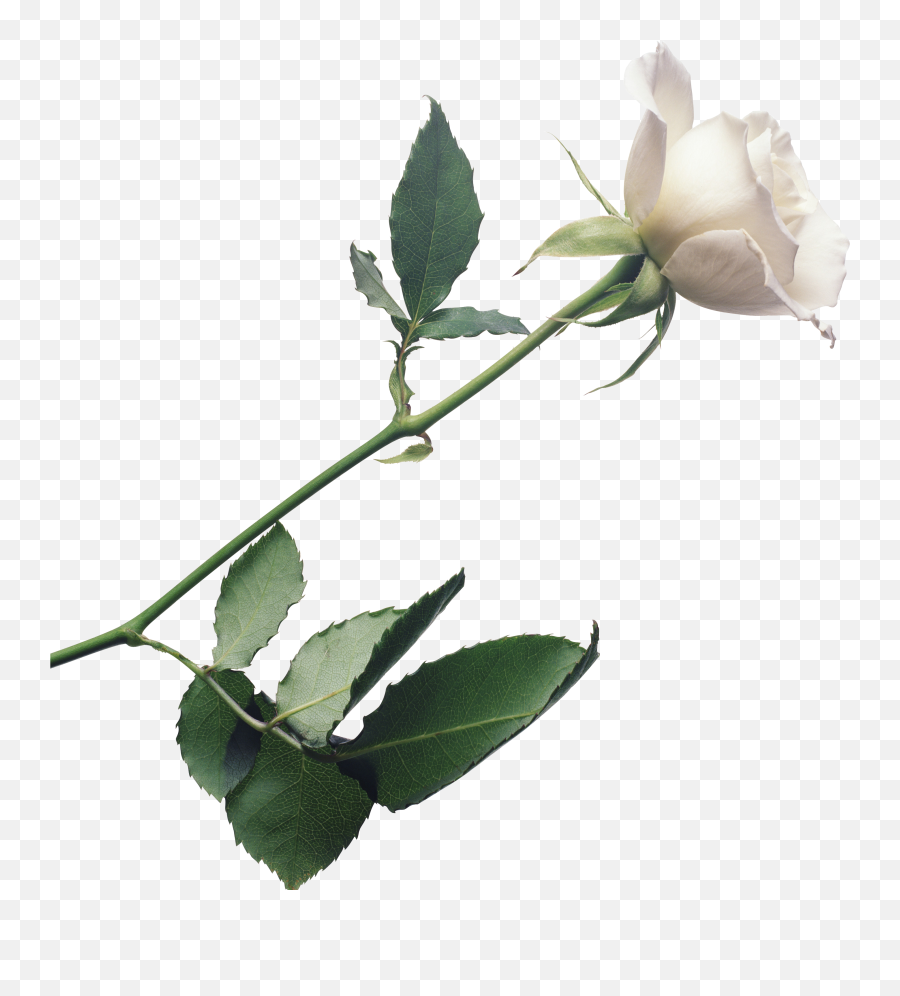 Single Rose Download Transparent Png - White Rose Transparent Background Emoji,Clipart No Backs Transparent .png Format Emoticons