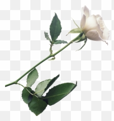 Single Rose Download Transparent Png - White Rose Transparent Background Emoji,Clipart No Backs Transparent .png Format Emoticons