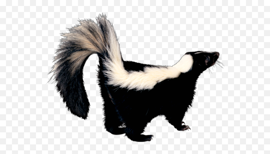 The Most Edited - Transparent Background Skunk Png Emoji,Skunk Emoji