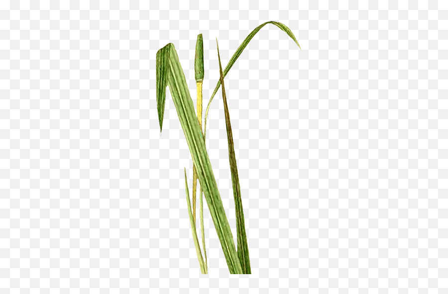 Buy Gingergrass Essential Oil - Full Gcms Aromaticscom Emoji,Lemongrass Emotion