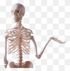 Skeleton Hand Png Transparent Images Pic - Yourpngcom Emoji,Spooky Skeleton Emoji Png
