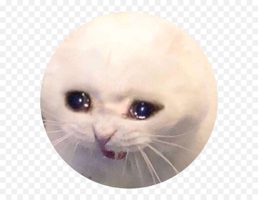 Sad Cat Meme Crying Screaming Sticker - Crying Cat Popsocket Emoji,Sad Cat Emoji