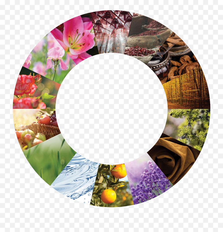 Michael Edwards Fragrance Wheel - Edward Fragrance Wheel Emoji,Doterra Emotions Wheel Pdf