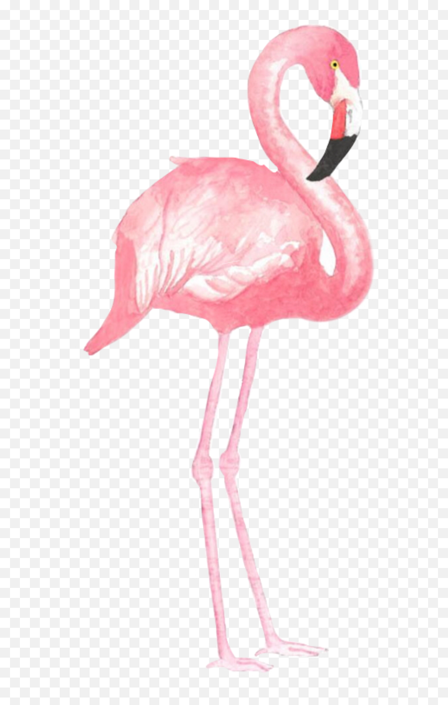 Flamingo Sticker Challenge - Png Emoji,Flamingo Emoji Copy