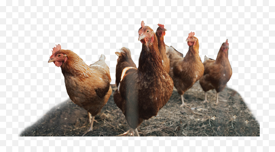 Farming Welcome - Chickens Emoji,Emotion In Chickens