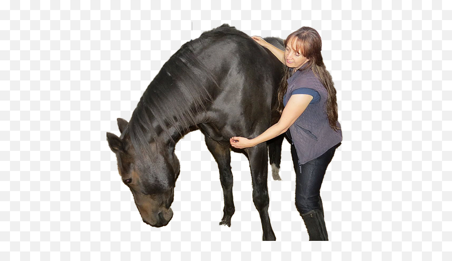 Emma Bailey - Horse Grooming Emoji,The Emotion Code Healing Horses