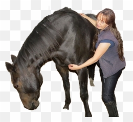 Emma Bailey - Horse Grooming Emoji,The Emotion Code Healing Horses