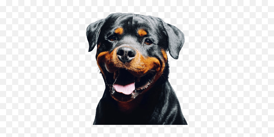 Dogs With The Strongest Bite Force U0026 Jaw Pressures Top 15 List - Rottweiler Tote Bag Emoji,Emotion Chart Using Dogs