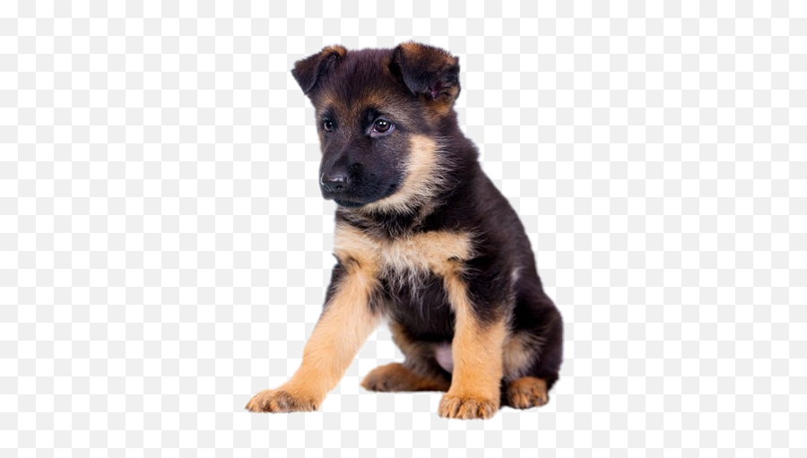 The Most Edited - German Shepherd Puppy White Background Emoji,Gsd German Shepard Emojis