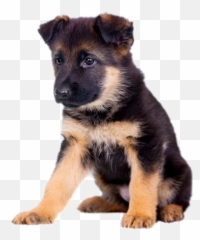 The Most Edited - German Shepherd Puppy White Background Emoji,Gsd German Shepard Emojis