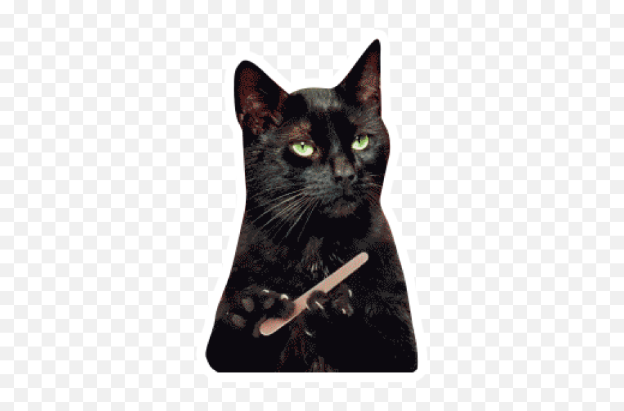 Sticker Maker - Salem Saberhagen Sabrina The Teenage Witch Black Cat Emoji,Emoji De Gato En Png