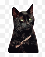 Sticker Maker - Salem Saberhagen Sabrina The Teenage Witch Black Cat Emoji,Emoji De Gato En Png