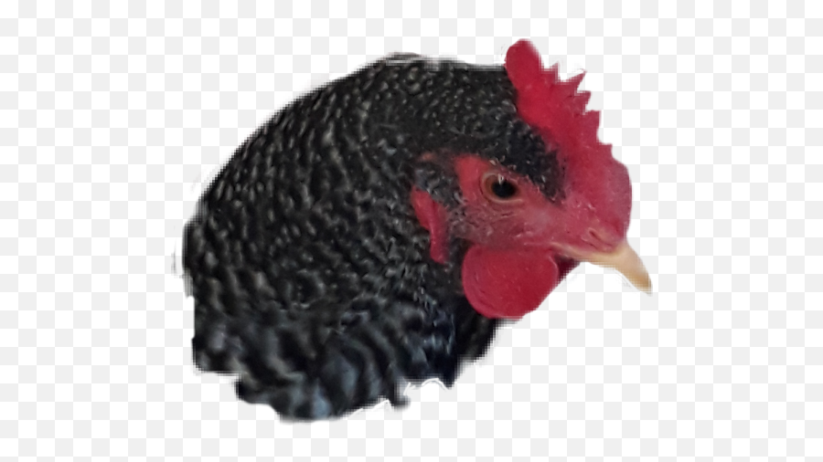 Trending Hen Stickers - Comb Emoji,Rooster + Chicken Leg Emoji