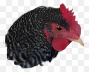 Trending Hen Stickers - Comb Emoji,Rooster + Chicken Leg Emoji