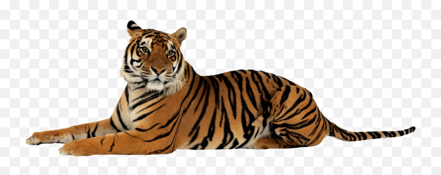 Jpg Royalty Free Png Image Download Tigers Animals - Tiger Tiger Png Transparent Emoji,Facebook Sabertooth Tiger Emojis