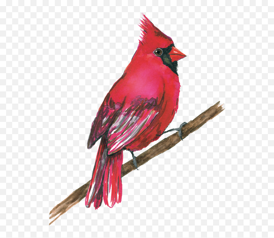 A Northern Cardinal Watercolor Iphone 6 Plus Case - Northern Cardinal Watercolor Emoji,Cardinal Bird Facebook Emoticon