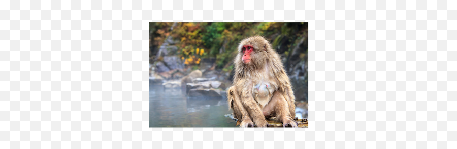 Rockyourdayjob - Japanese Macaque Emoji,Rock My Emotions Stems