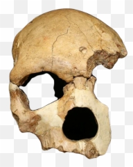 The Storytellers Epinenoir Emoji,Guess The Emoji Flower Vs Feet Skull