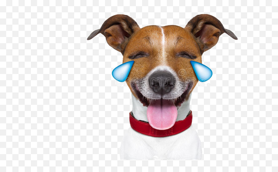 Jack Russell Terrier Jack Russell - Emoji Funny Dog,Laughing Dog Emoji