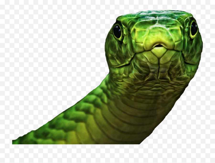 Snake - Green Psd Official Psds Emoji,Snake Emoji Pg