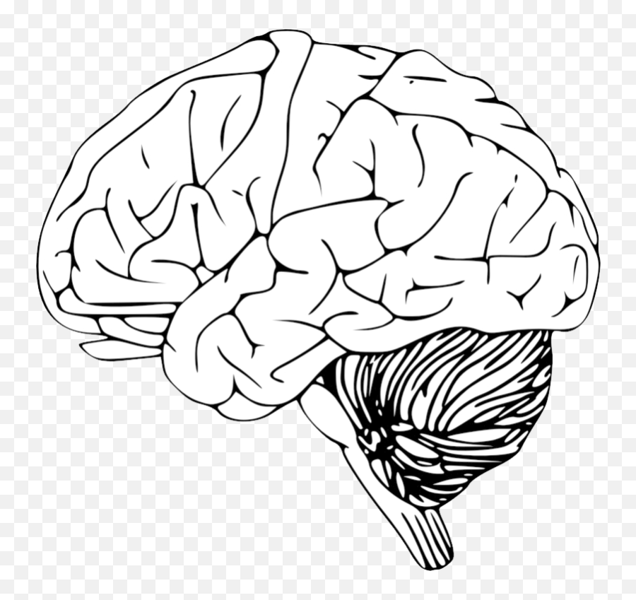 Brain Png Free Photo - High Quality Image For Free Here Emoji,Brain Emoji Transparent