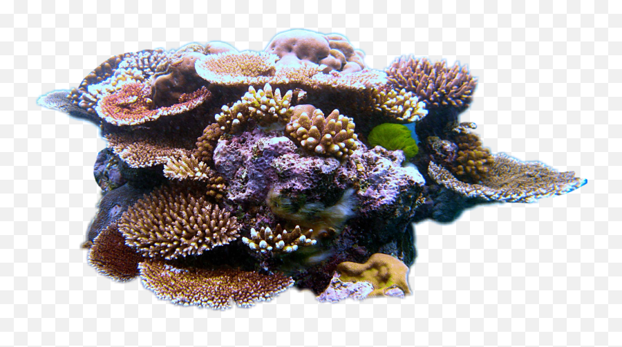 Coralreef Sticker - Coral Reef In The Ocean Emoji,Coral Reef Emoji