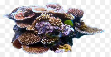 Coralreef Sticker - Coral Reef In The Ocean Emoji,Coral Reef Emoji