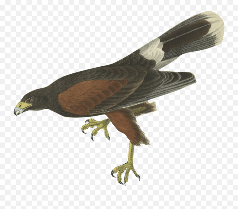 Ae Gif Quiz U2013 Page 5 U2013 Motion Graphics With Tom U0026 Jerry - John James Audubon Birds Emoji,Hawk Emoji