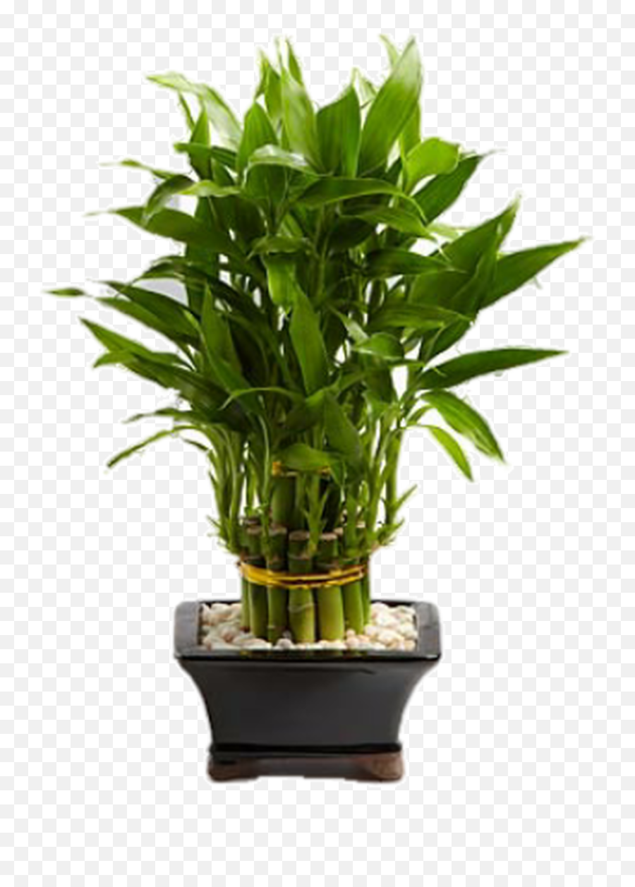 Lucky Bamboo Planter - Lucky Bamboo Emoji,Bamboo Emoji