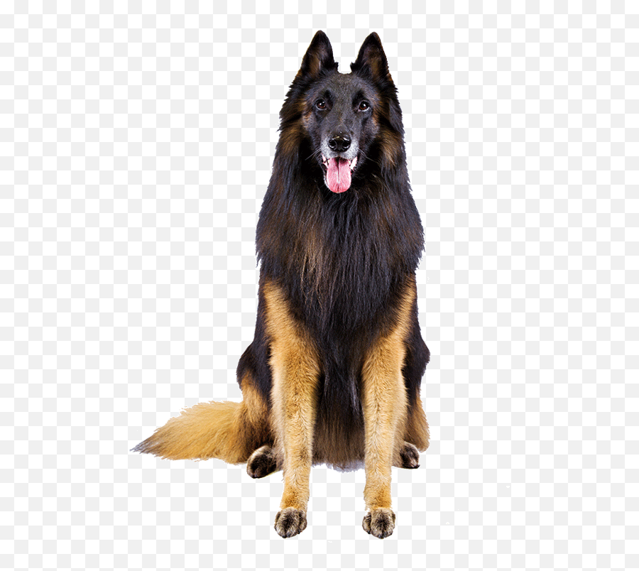 Pin - Belgian Tervuren Png Emoji,Gsd German Shepard Emojis