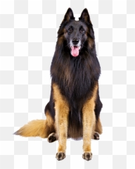 Pin - Belgian Tervuren Png Emoji,Gsd German Shepard Emojis