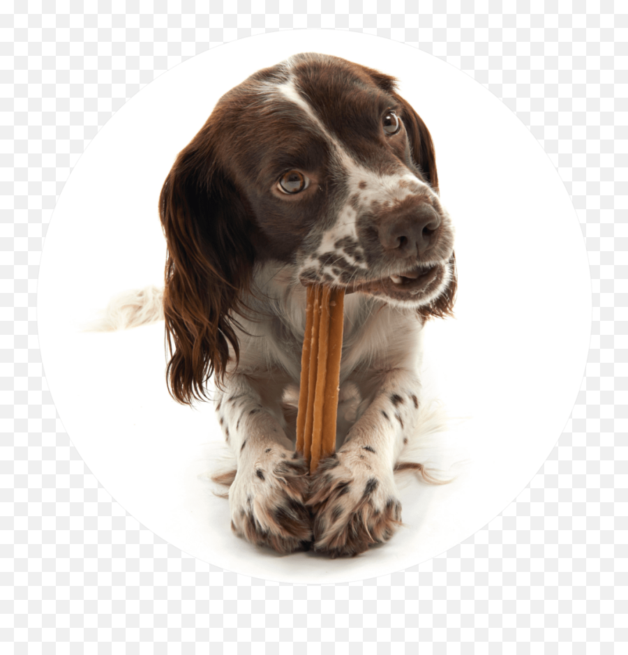 Prevent Bad Dog Breath With These 5 Tips - Whimzees English Petisco Para Mau Hálito De Cachorro Emoji,Emotion Dog Signs