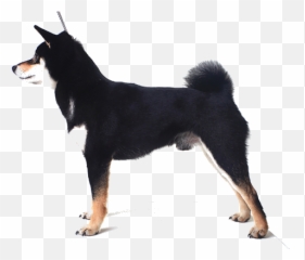 Shiba Inu Breed Facts And Information - Northern Breed Group Emoji,An Introduction To Dog Intelligence And Emotion