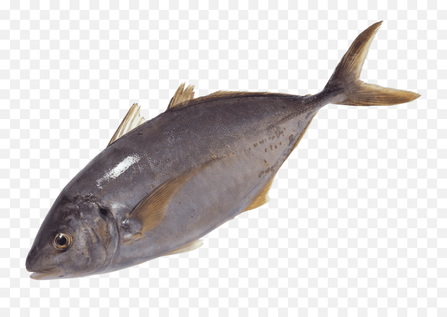 Free Png Fish Swimming Png Images Transparent - Fish Head Big Fish Swimming Png Emoji,Swimming Emojis Transparent