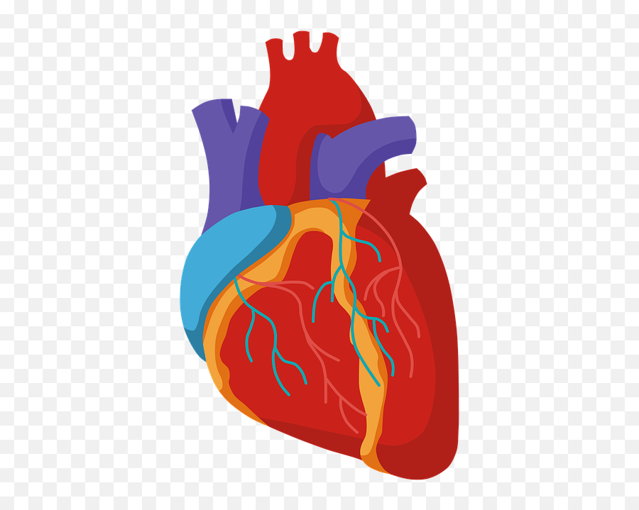 Body Anatomy Human Heart Organ Artery Emoji,Anatomy Of Emotion