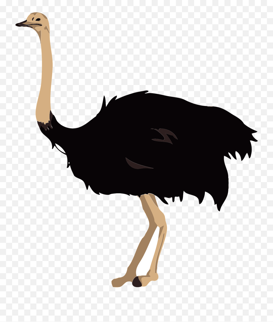 Ostrich Bird Clipart - Clipart Picture Of Ostrich Emoji,Ostrich Emoji