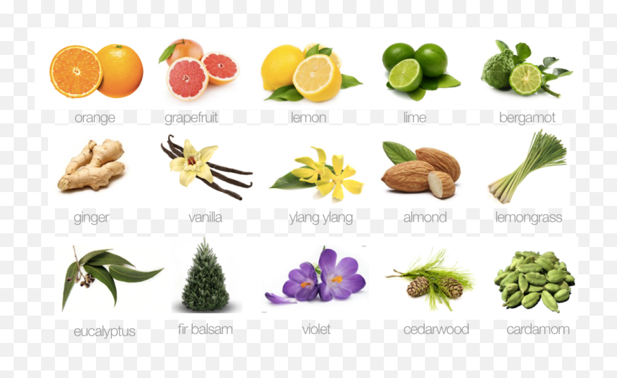 Candlefish Microsite Emoji,Lemongrass Emotion