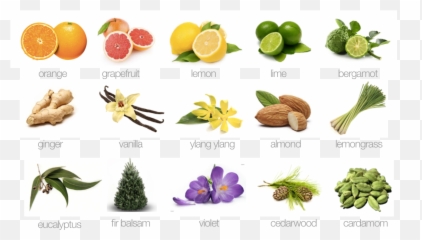 Candlefish Microsite Emoji,Lemongrass Emotion