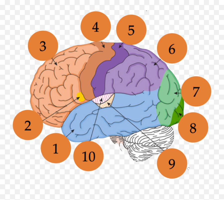 Unit 1 Psychology - Introductory Test 2017 No Login For Adult Emoji,Hypothalamus Emotions